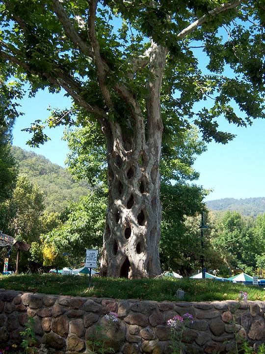 Easiest climbing tree ever.